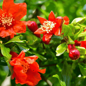 Pomegranate (Punica Granatum) Whole Dried flowers 50g - Midnight Maker